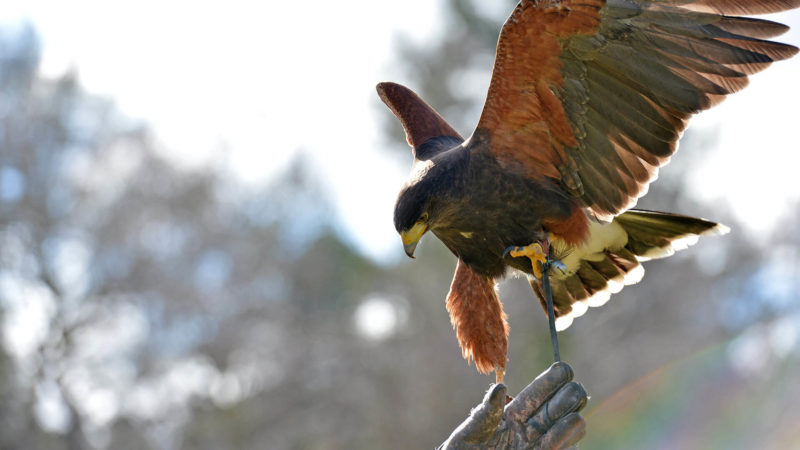 falconary-05