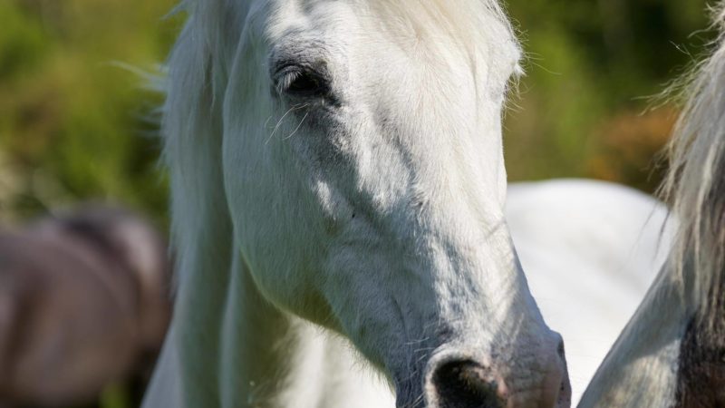 horse-02