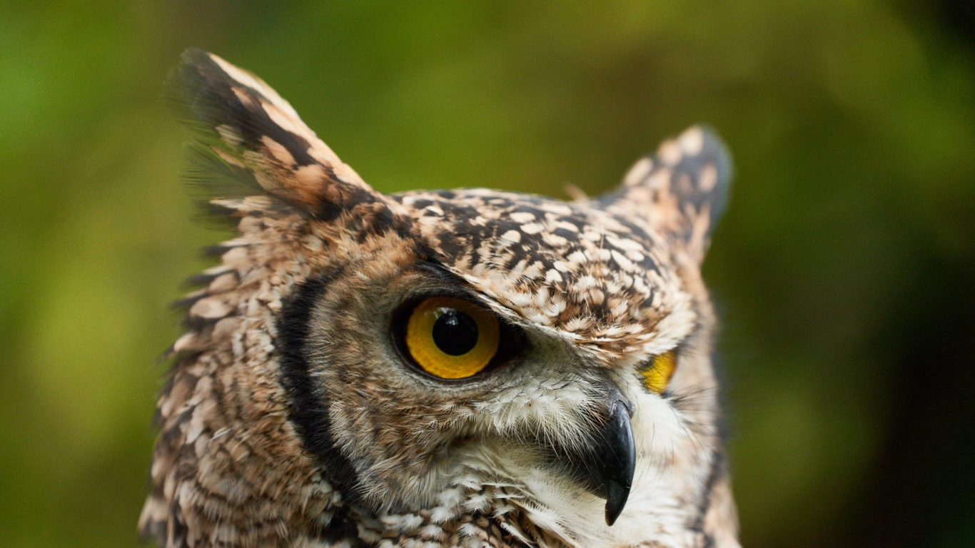 Close up of an owl, part of falconry activities at Sheen Falls Lodge