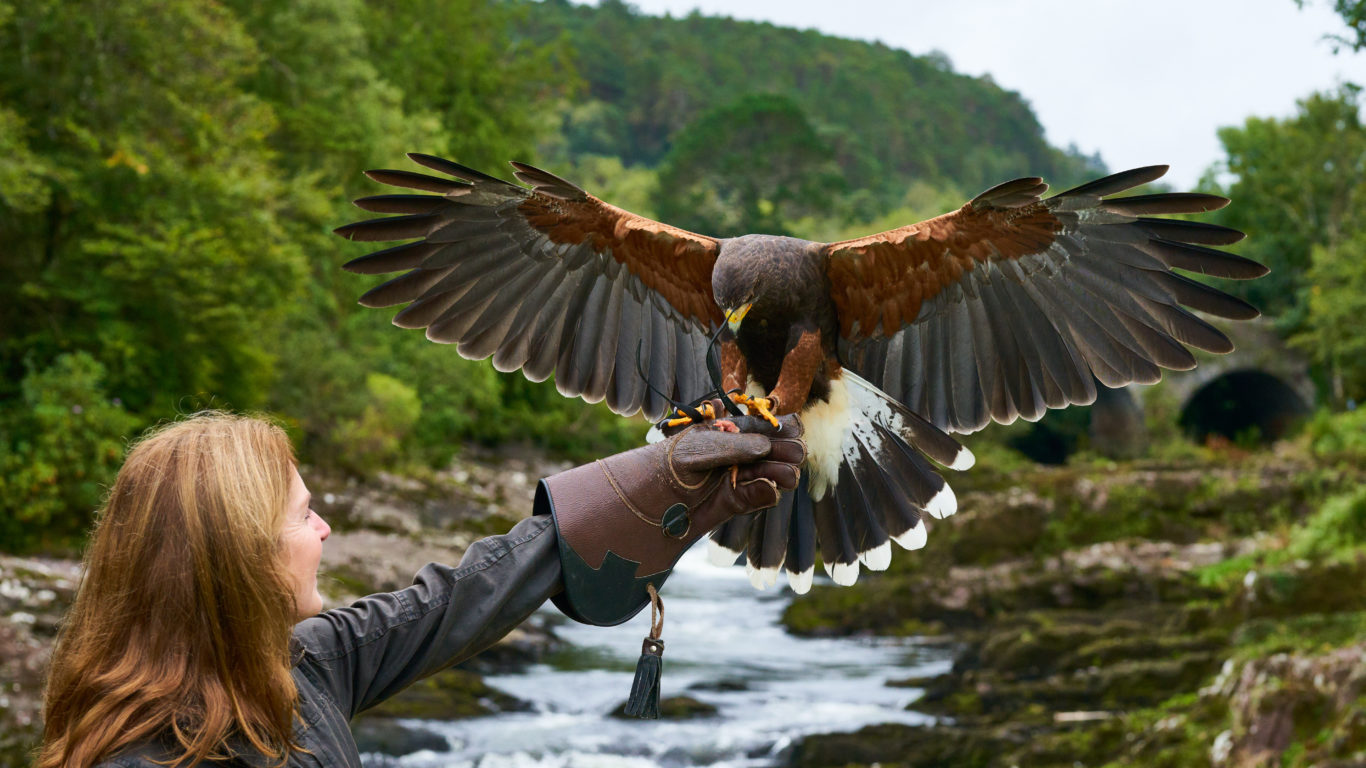Woman wearing protective glove holds falcon with wings outstretched