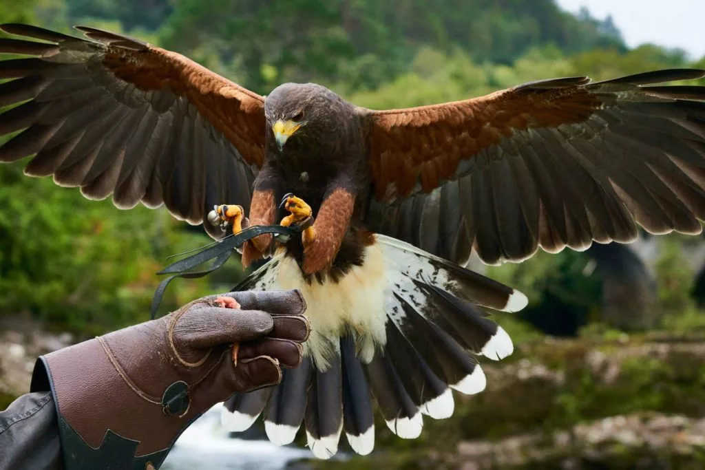 Falconry experience with hawk landing on gloved hand, lush green forest backdrop, thrilling outdoor adventure.