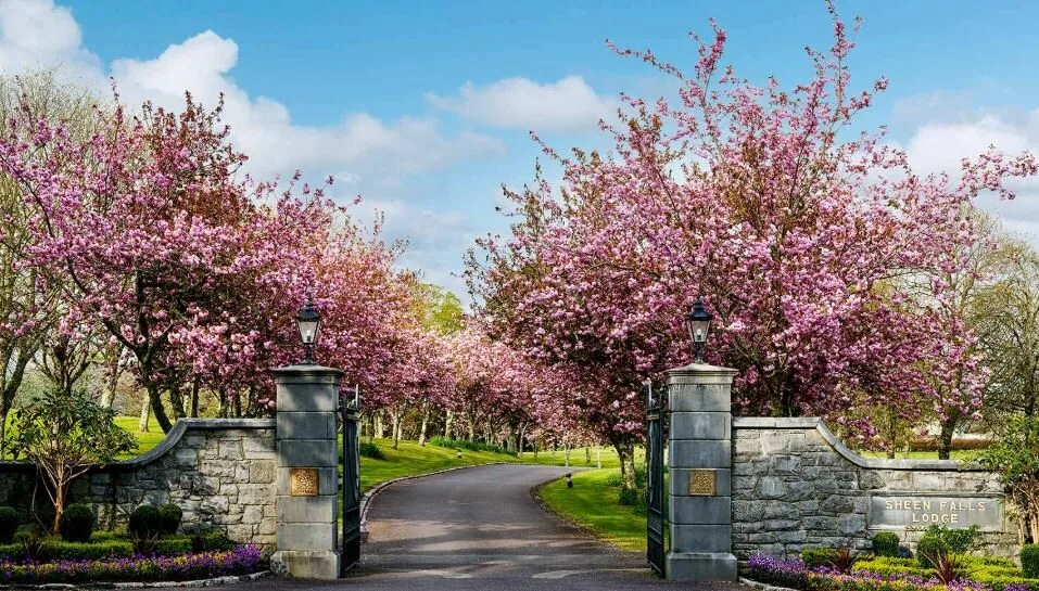 Entrance gates with cherry blossoms