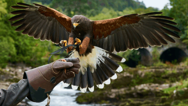 A Harris’s hawk with wings spread prepares to land on a gloved hand. A river, trees, and arched stone bridge are in the background.