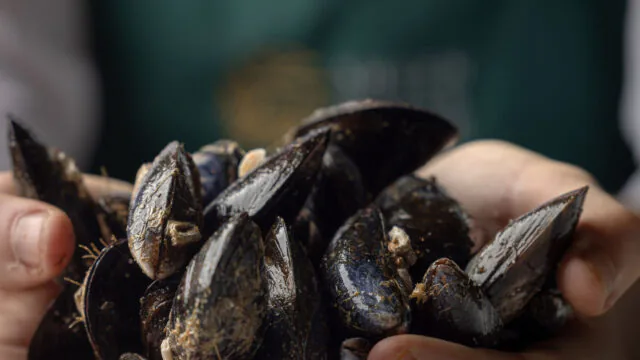 Fresh mussels in chef's hands, showcasing gourmet seafood offerings at luxury coastal hotel.