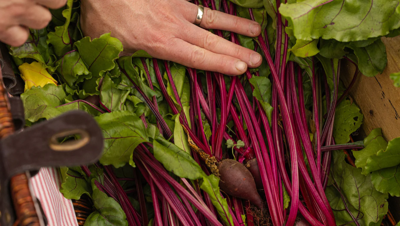 Freshly harvested beetroots in wicker basket at hotel garden, showcasing farm-to-table culinary experience.
