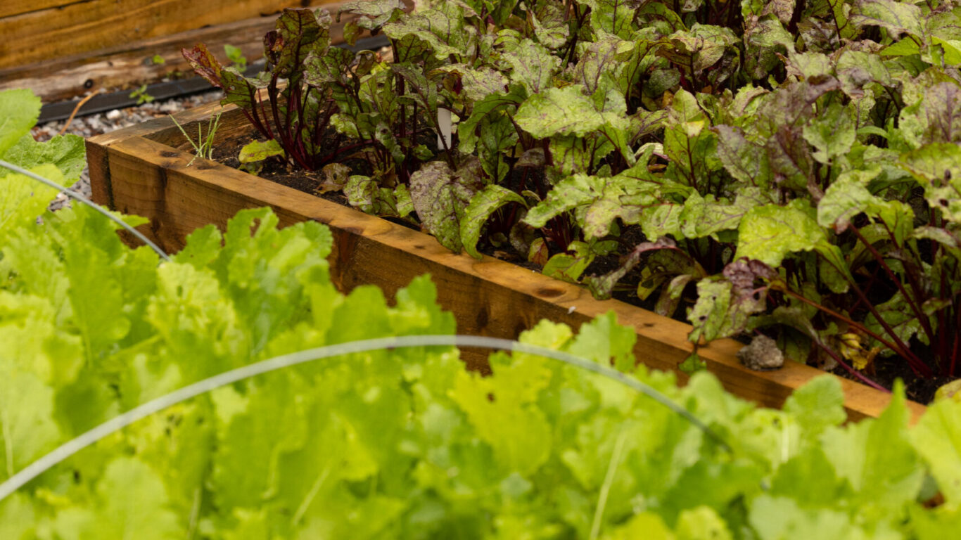 Experience our lush garden with fresh herbs and vegetables, perfect for sustainable farm-to-table dining.